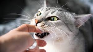 Image result for Cat Bite
