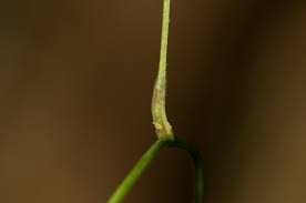 Image result for Dioscorea quartiniana