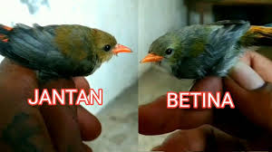 Burung ini pertama kali ditemukan pada tahun 1981. Ciri Ciri Jantan Dan Betina Burung Kemade Cabe Cabean Yang Masih Anakan Youtube