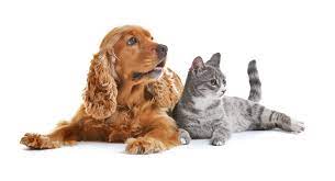 Cute Dog Cat Together On White Cute Cats And Dogs Cute Dogs Dog Wash