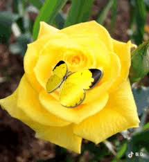 All animated good morning pictures are absolutely free and can be linked directly, downloaded or shared via ecard. Yellow Rose Gifs Tenor