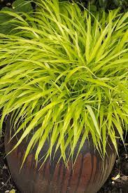 22 Best Ornamental Grasses For Containers How To Grow Them Ornamental Grasses Grasses For Pots Shade Grass