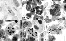 Image result for Lactuca inermis