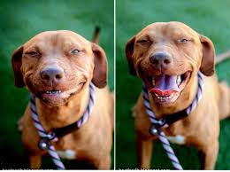 Shiloh's Dog Rescue Corner