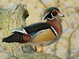 Wood Duck Wood Ducks Wild Duck Duck Breeds