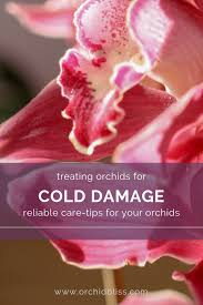 Saving Orchids From Cold Damage Orchids Orchid Roots Flower Care