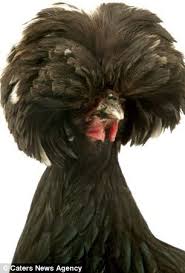 Bird With Fluffy Hair On Head Birds With Hair On Head Google Search Funny Animal Fails Cute Funny Animals Animals