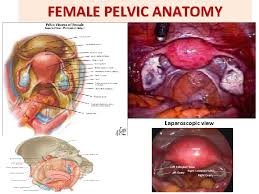 Maybe you would like to learn more about one of these? Anatomy Of The Female Reproductive System Prof Ahmed