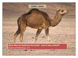 Kya yeh allah ki naimto mn sy ek naimat hai ?#engineer_muhammad_ali_mirzaa short clip from. Animals Mentioned In Quran