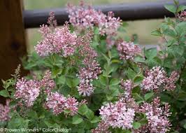 Check spelling or type a new query. Proven Winner Plants Big Bloomers Flower Farm