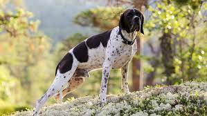 Your Dog S Sense Of Smell The Importance Of Sniffing Purina