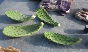 Image result for cactus cuttings