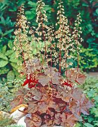 Heuchera Coral Bells Micrantha Palace Purple Degroot Heuchera micrantha is a perennial evergreen member of the heuchera genus in the family saxifragaceae. heuchera coral bells micrantha
