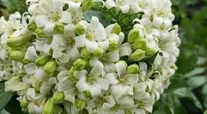 Image result for Ochna pretoriensis