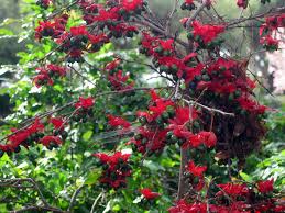 Image result for Ochna richardsiae