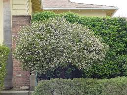 Image result for Macrotyloma densiflorum