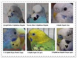 Muhabbet Kusu Soru Sorma Posts Facebook