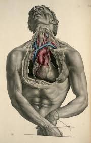 Irregular Anatomist On Twitter Human Anatomy Art Anatomy Art Medical Drawings
