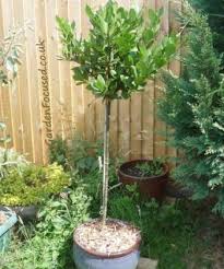 Maybe you would like to learn more about one of these? Expert Advice On Bay Tree Care Gardenfocused Co Uk