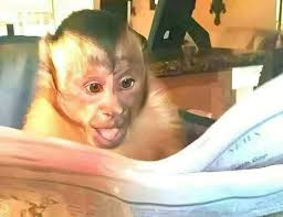 Sigue la construcción de Plaza San Pedro. Cinépolis VIP, GYM, Coppel,  bancos, restaurantes, etc.