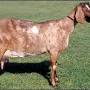 Anglo-Nubian goat from www.britishgoatsociety.com