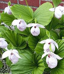 Freiland Orchidee Formosana 1a Qualitat Kaufen Baldur Garten Pflanzen Orchideen Pflanzen Bestellen