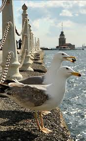 Test Title Istanbul Goller Gunbatimlari