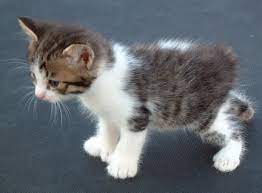 Cats With Extra Toe And No Tail Cat Forums
