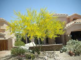 Pin By Roseane Lima On Windsor Residence Succulent Landscape Design Landscape Design Trees For Front Yard