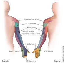 peripheral nerve entrapment and injury in the upper