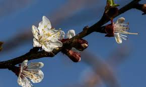 Dopo una bella lettura, saprai esattamente quale albero o arbusto è fatto apposta per te. Fioritura Anticipata Per Gli Alberi Da Frutto A Causa Del Febbraio Mite Ma Si Teme Il Ritorno Del Freddo Sabato Sera