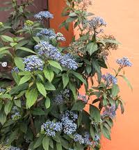 Image result for Hyparrhenia dichroa