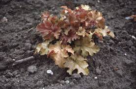 Heuchera 'amber waves' (1 qt) | golden coral bells (1 qt) regular price. Heuchera Amber Waves Pbr Alum Root Amber Waves Rhs Gardening