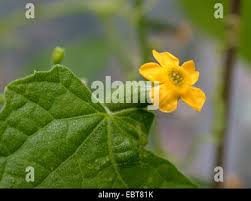 Image result for Zehneria scabra