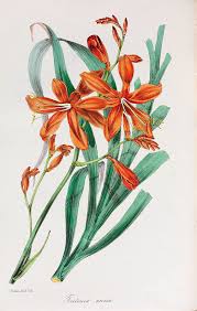 Image result for Tritonia