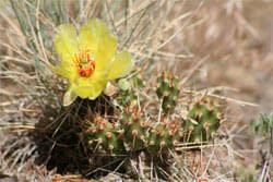 Cacti are native to the americas and can be found from the southern tip of south america to western canada in north america. Plants Found At Chimney Rock National Monument