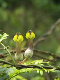 Image result for Ceropegia conrathii