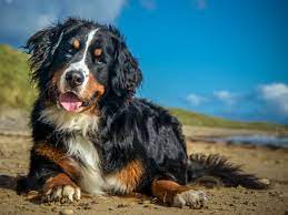 Die römischen soldaten benötigten die von ihnen mitgebrachten molosser als wachhunde, um ihre lager und. Berner Sennenhund 2020 Charakter Wesen Hunde Fan De