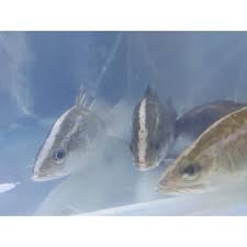 Check spelling or type a new query. Paket Ikan Baby Barramundi Kakap Putih 100 Air Tawar Shopee Indonesia