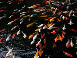 I purchased a 1/2 hp artesian2 pump 15 months ago for my 3000 gallon pump. Koi Pond On Tumblr