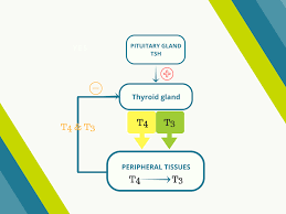 Hypothyroidism Causes Pathophysiology Management And