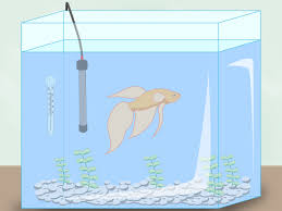 Verblüffend ist echt, dass 3500$ benötigt wurden und es mit 53000$ schon weit darüber geht. How To Clean A Betta Fish Tank 11 Steps With Pictures Wikihow
