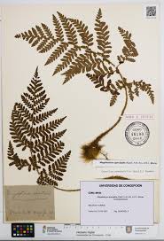 Image result for Megalastrum