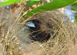 Di kalangan pencinta burung, beberapa burung pipit yang banyak ditangkar diantaranya adalah Burung Pipit Nimadesriandani