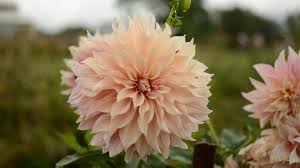Image result for Dahlia sp. (cultivar)