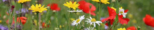 Her aim was stability and concord, but administration was neglected. Garden Expertise Rhsi