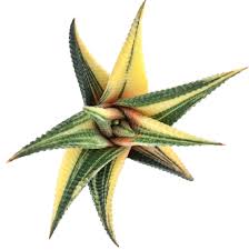 Image result for Haworthia limifolia