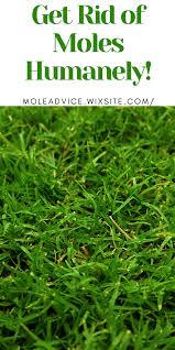 These Are The Highest Rated Mole Repellers For 2019 Mole Repellent Mole Skin Moles