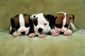 Je dôležité, aby ste preskúmali. Staffordshire Bull Terrier Amici Di Casa