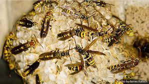 Belonging to the genus vespa, hornets are the largest and most aggressive members of the wasp family (vespidae) with hornets build their nests in outdoor areas and usually high above ground, such as in trees, on a utility pole, or in thick shrubs. Paper Wasps And Yellow Jackets Nebraska Extension In Lancaster County